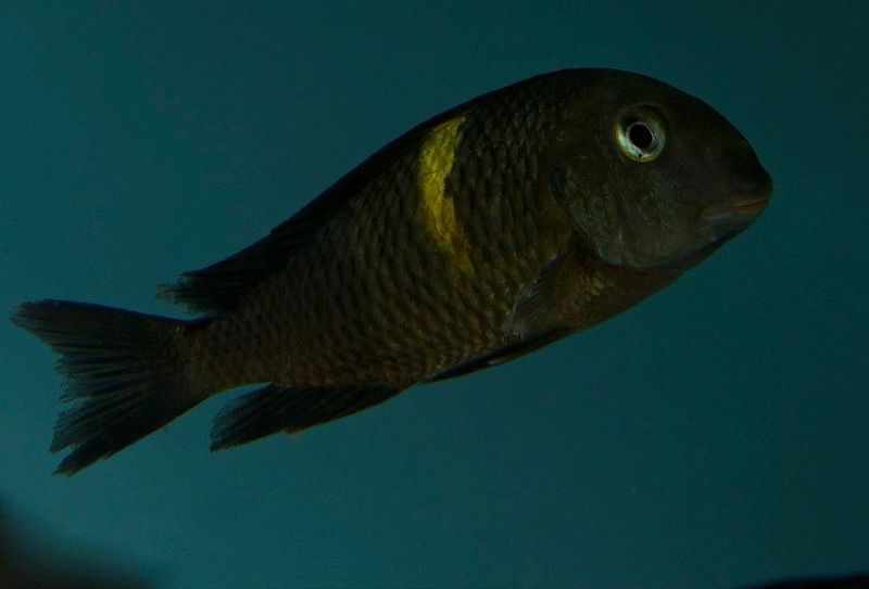 Tropheus sp. 'black' Lueba